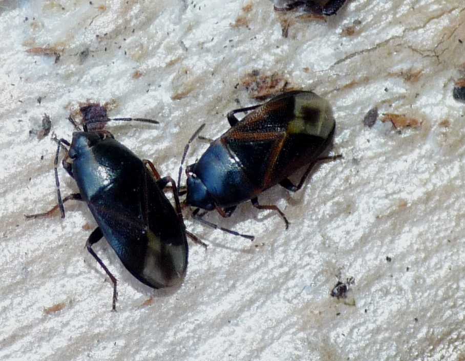 Ligaeidae: Lamprodema maurum di Ostia (Rm)